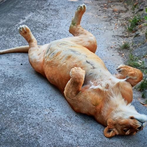 Кошечка