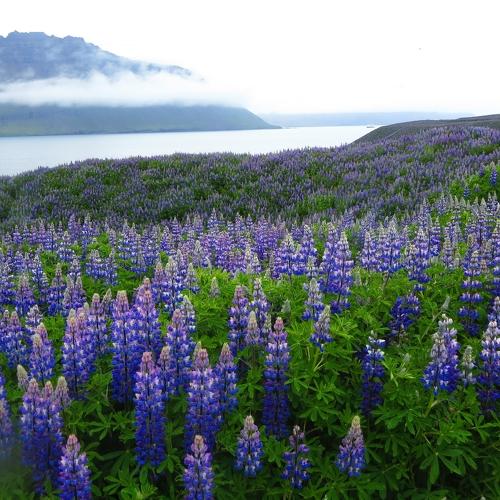 All Is Blue: Lupins