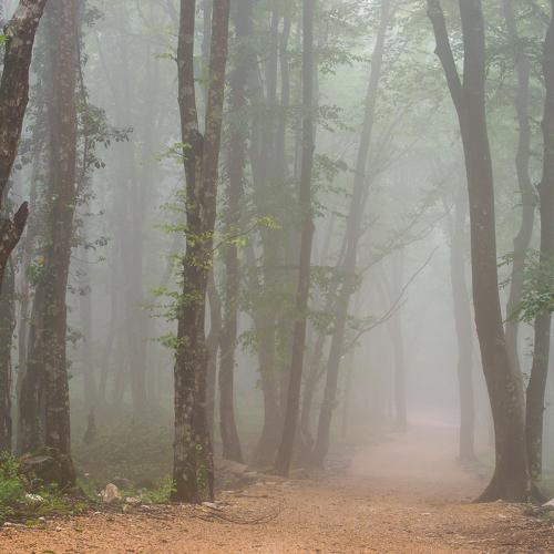 Rainy forest 3