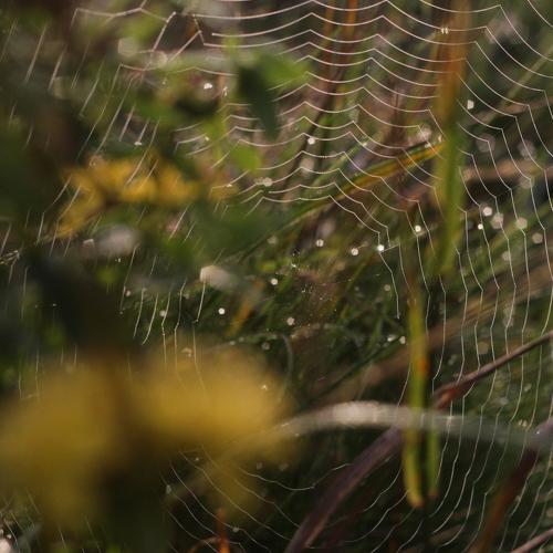 Web