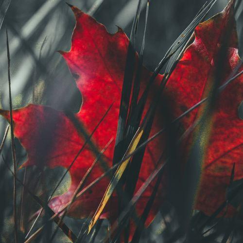 Photo #2956521