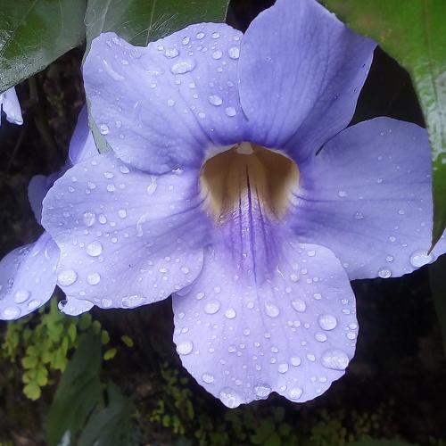 Raindrops and flower