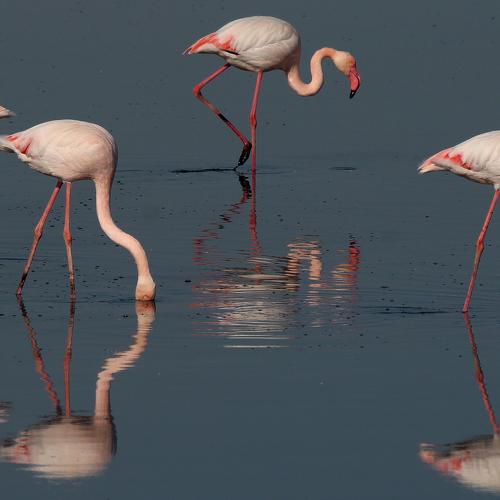 Flamingo-5