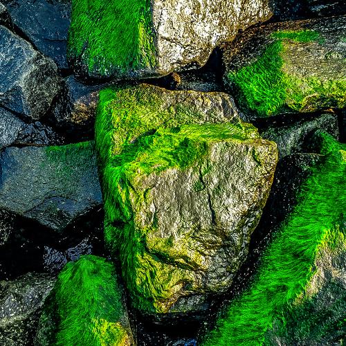 Alage present in beach rock