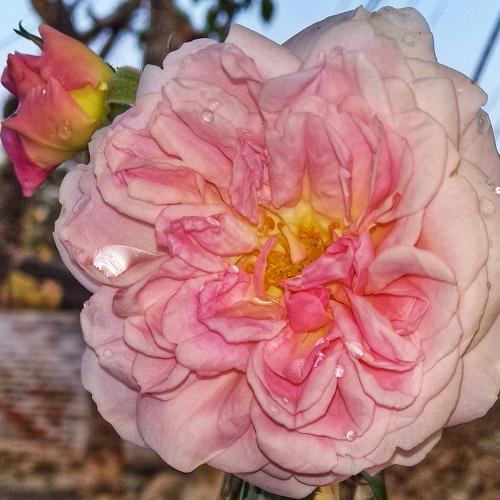 flower