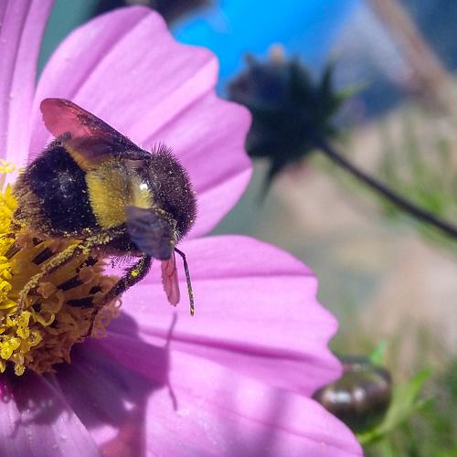 Cosmos and the Bee.