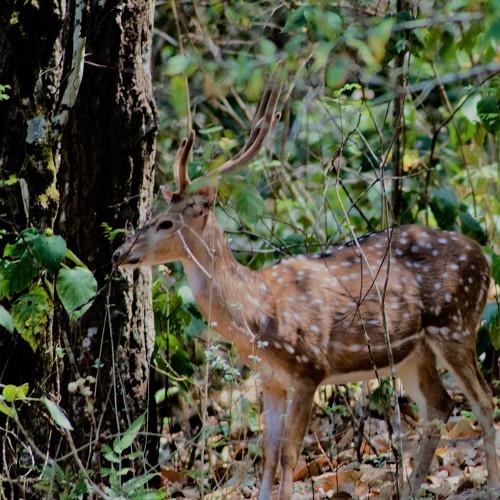 SPOTTED DEER
