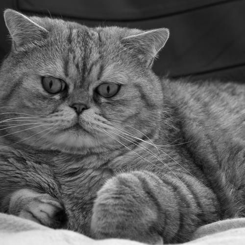 Photo #2966536