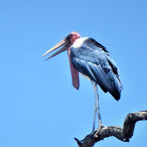 Marabu stock