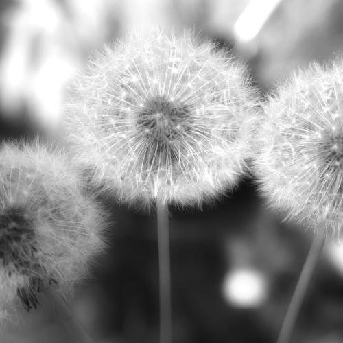 Dandelions