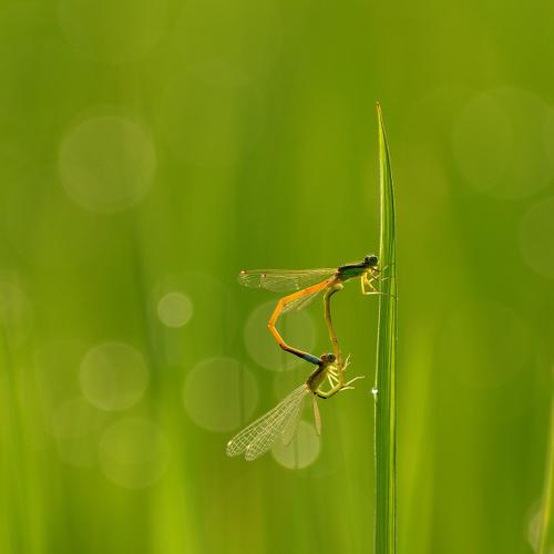 Tiny World
