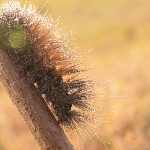 Caterpillar