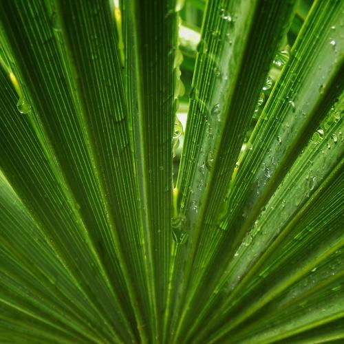 Palm symmetry