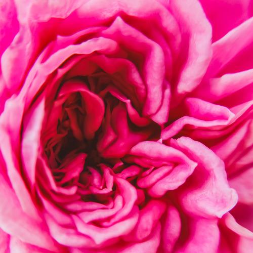 Mini rose