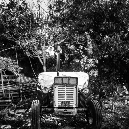 B&W Old Boy
