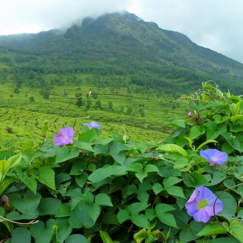 Rain tropic lands