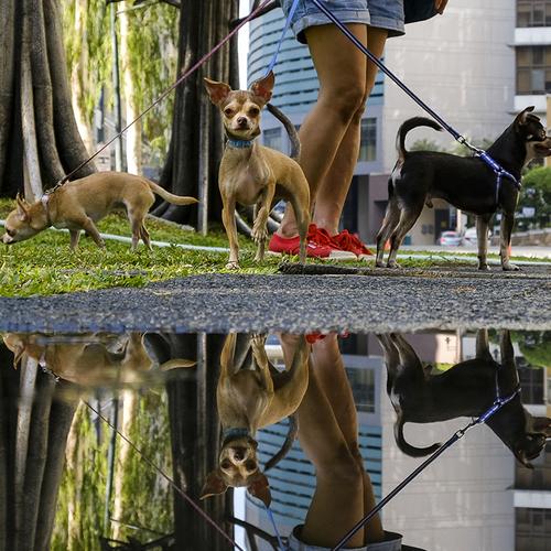 Life of Dogs