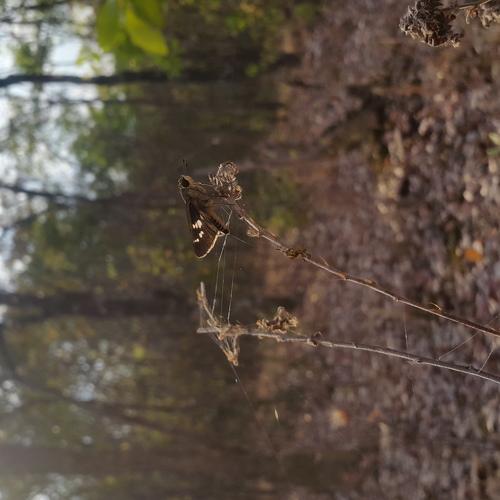 The butterfly with nature