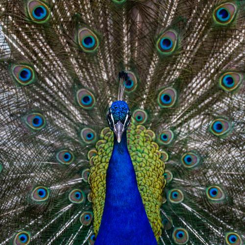 Portrait of a Beautiful Peacock