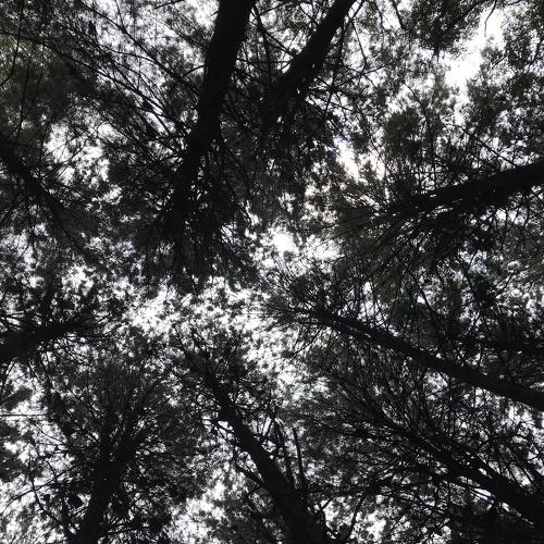 En el bosque mirando al cielo