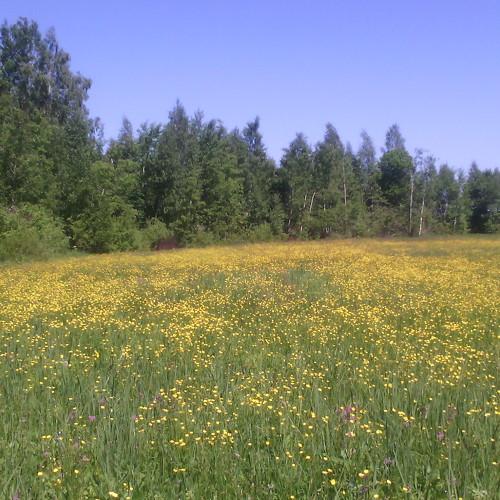 Золотой луг в д. Чёрное (Чернава)