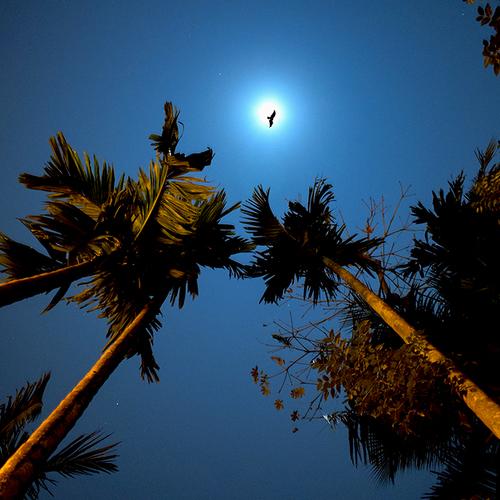 The Night Bird