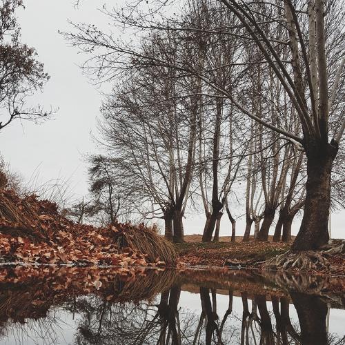 Reflection