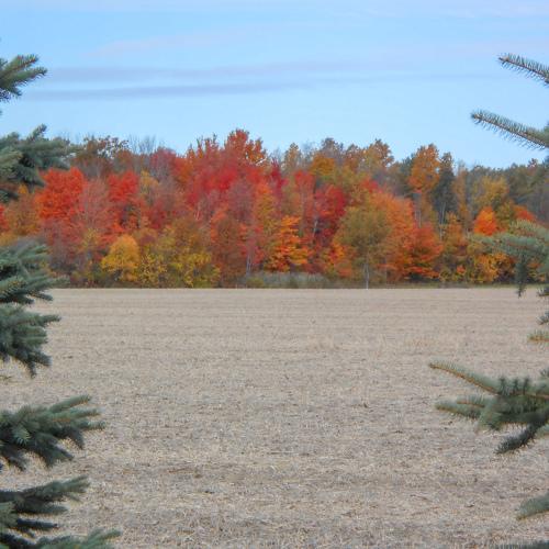 farm field