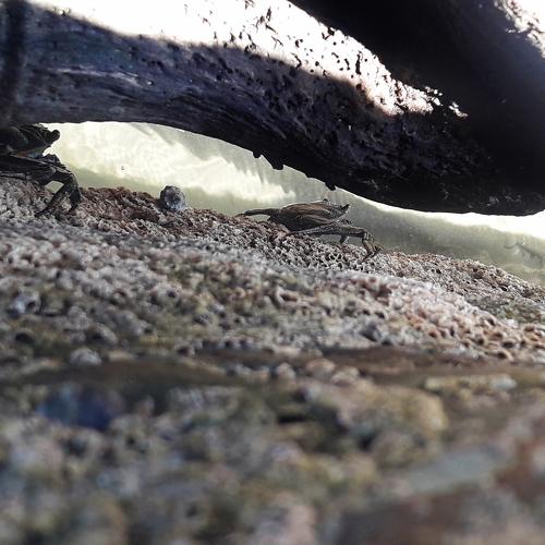 Crabs Attack