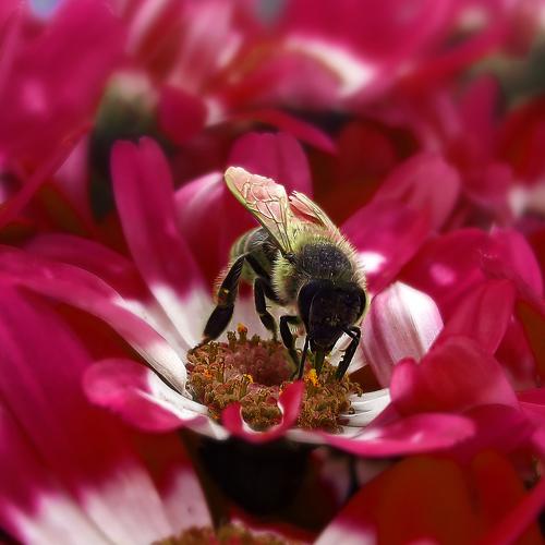 Bee