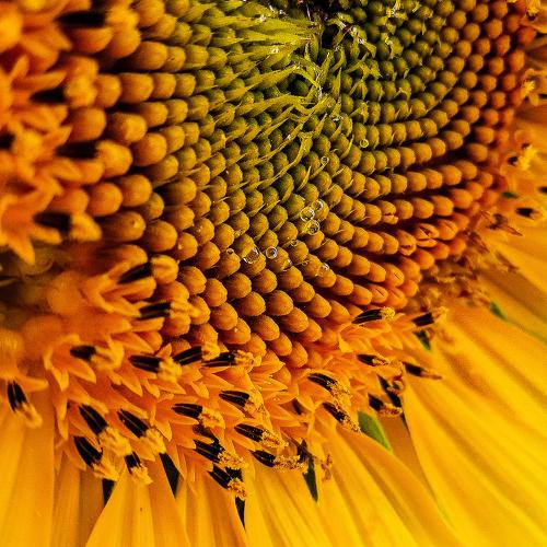 Macro flower