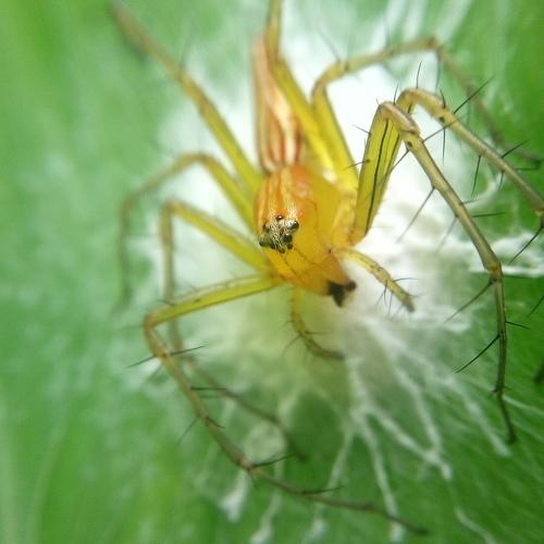 Retro Spider