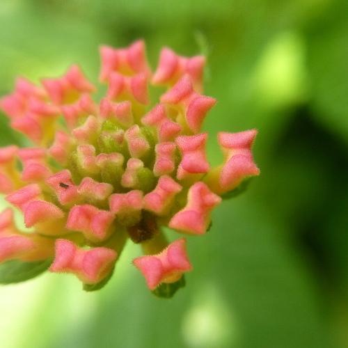 pink butterfly flower