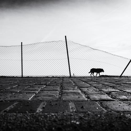 Fence