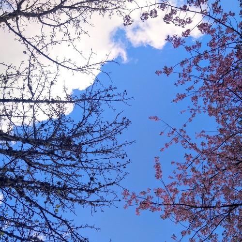 Cherry and pears tree