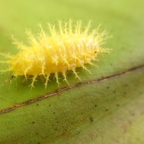 yellow Caterpillar larva