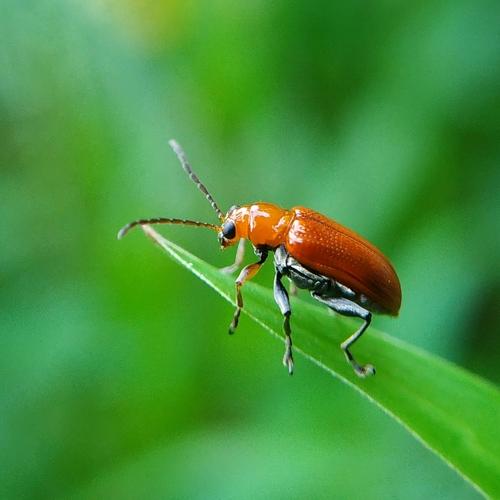 Beautiful Bug