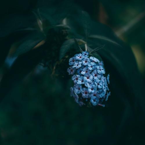 delicate