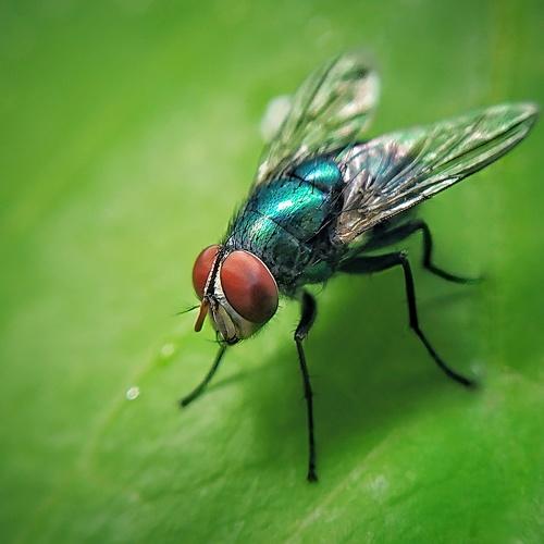 Colourful fly