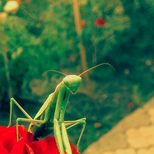 Photo #2977702