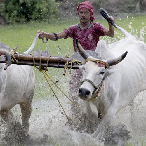 Running cow