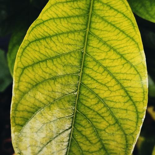 morning leaf