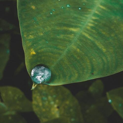 Rain Drop