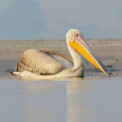 Bird Photography