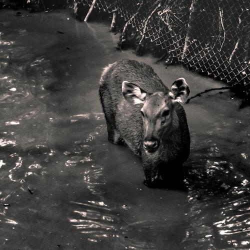 Sambar Deer in a pond [black&white]