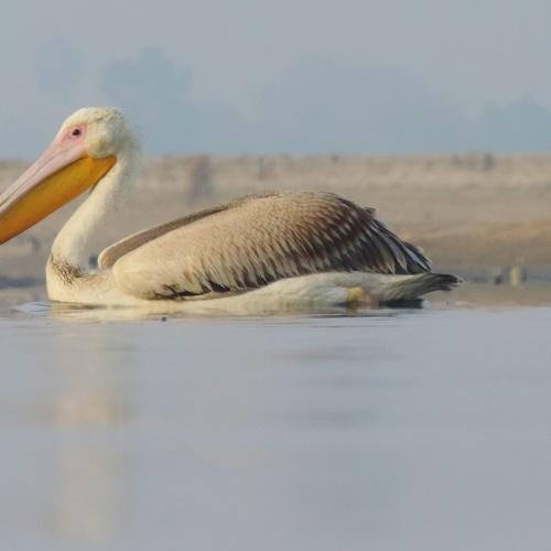 Bird Photography