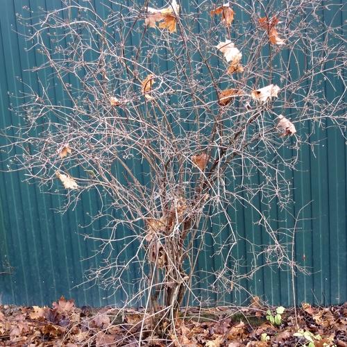 Photo #2979651