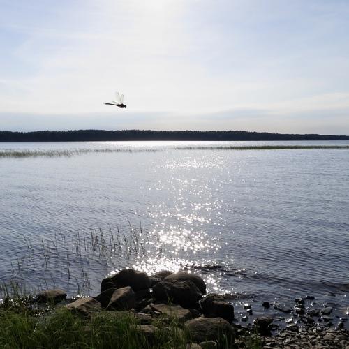 Photo #2979674