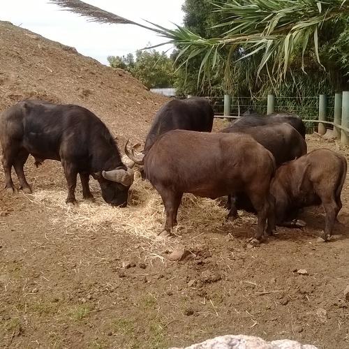 Buffalo
