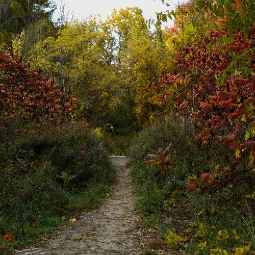 The path